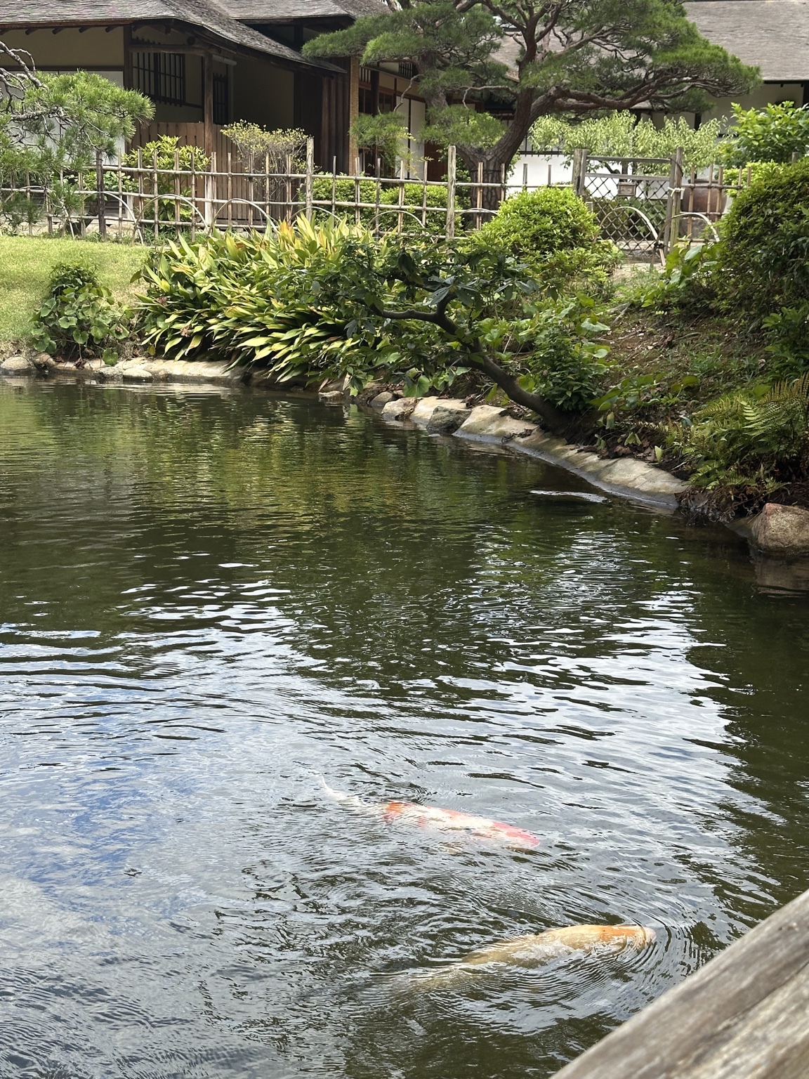 縮景園の池を優雅に泳ぐ錦鯉