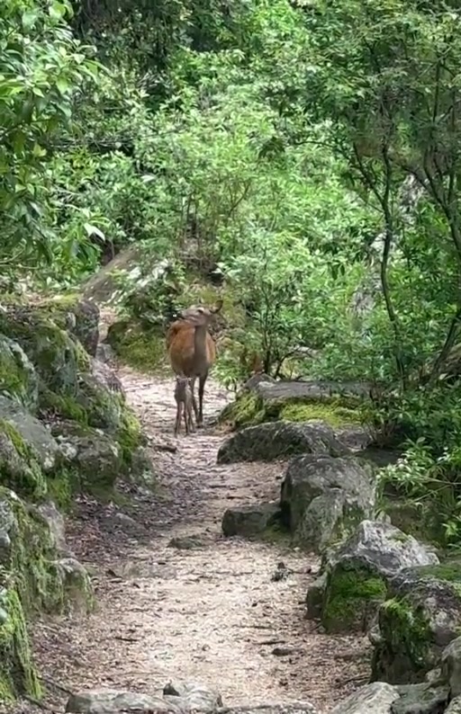 宮島の親子鹿の動画プレビュー
