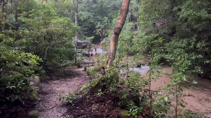 宮島の渓流の動画プレビュー