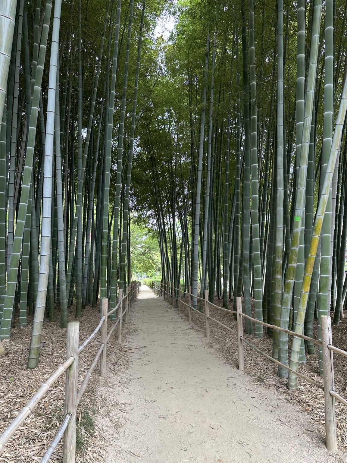 まっすぐ伸びる竹に囲まれた縮景園の小径