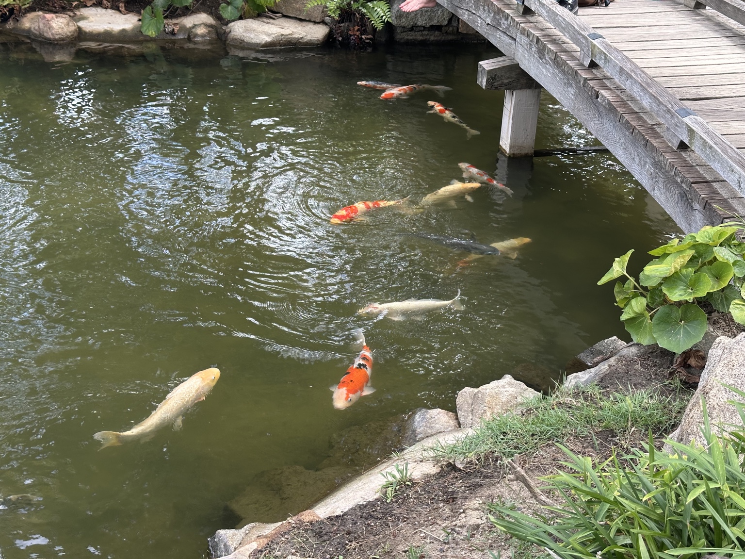 縮景園の池を泳ぐ色鮮やかな錦鯉と木橋